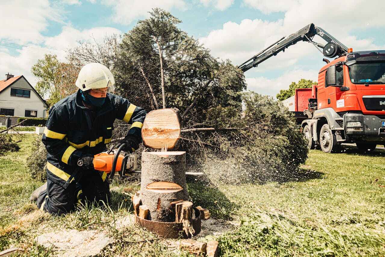 Rainbow Springs, FL Tree Service Company